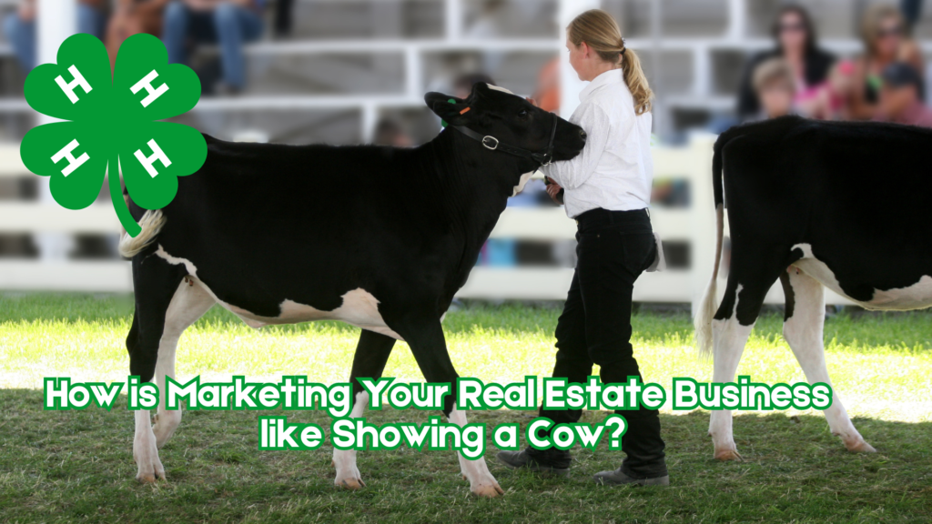 Image of a Holstein heifer in a showring