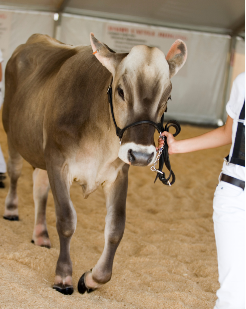 image of a brown swiis heifer